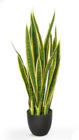 Sanseveria Trifasciata wpot 90 cm Green Yellow 5503GYE